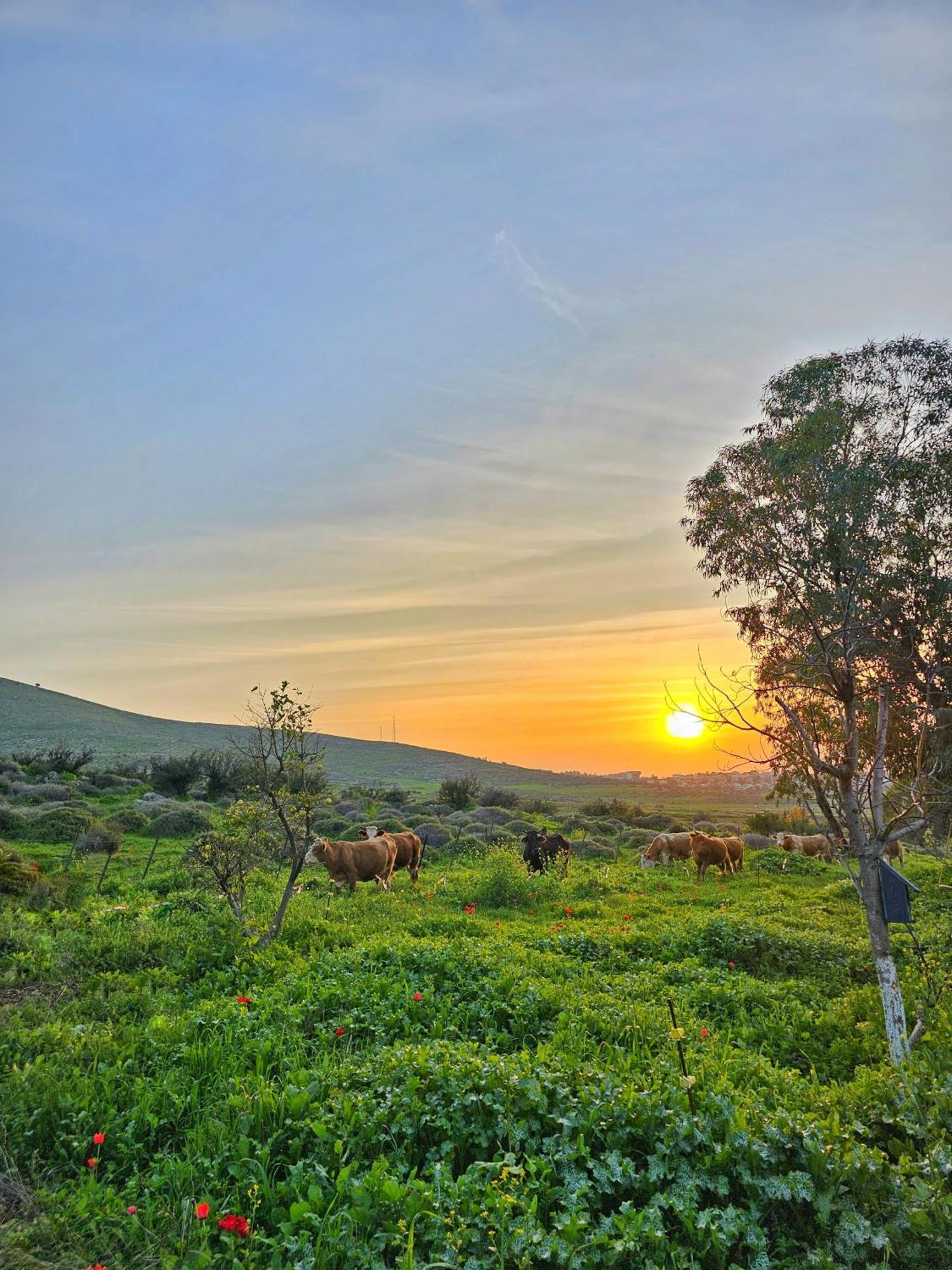 הוילה נורית זריחה למרגלות הגלבוע מראה חיצוני תמונה